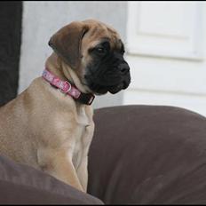 Bullmastiff Caya