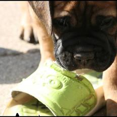 Bullmastiff Caya