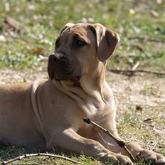 Dogo canario Cleopetra