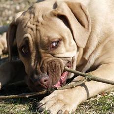 Dogo canario Cleopetra