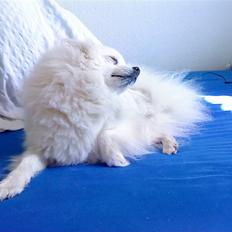 Japansk spids Stella