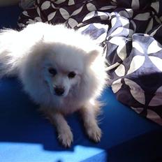 Japansk spids Stella