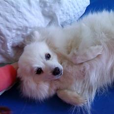 Japansk spids Stella