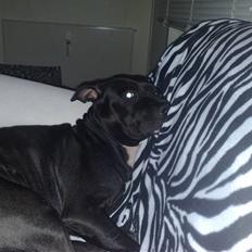 Amerikansk staffordshire terrier bine R.I.P.