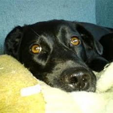 Labrador retriever Clara