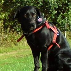 Labrador retriever Clara