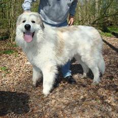 Pyreneerhund WondererWhite`s