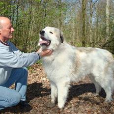 Pyreneerhund WondererWhite`s