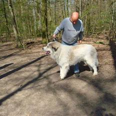 Pyreneerhund WondererWhite`s