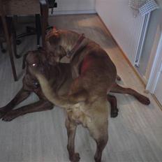 Dogue de bordeaux Bordeaux