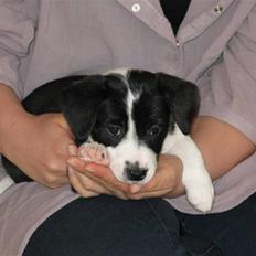 Blanding af racer Nila - hos nye ejere