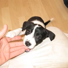 Blanding af racer Nila - hos nye ejere