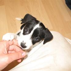 Blanding af racer Nila - hos nye ejere