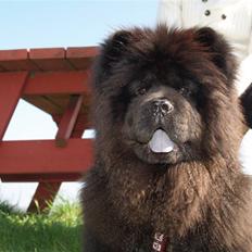 Chow chow DashOfHeart