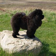 Chow chow DashOfHeart