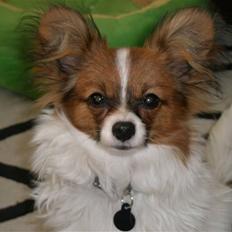 Papillon High Fly Zibo