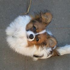 Papillon High Fly Zibo