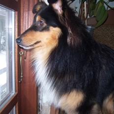 Shetland sheepdog BATMANN 