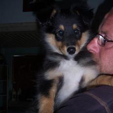 Shetland sheepdog BATMANN 