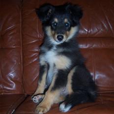 Shetland sheepdog BATMANN 