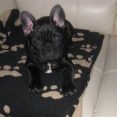 Fransk bulldog Bullinium's Jackpot