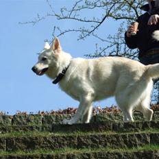 Hvid schæfer Bjørn