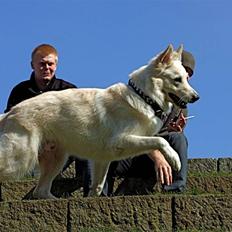 Hvid schæfer Bjørn