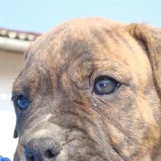 Amerikansk bulldog Luna RIP 2009-2011