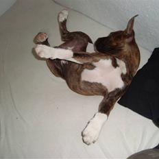 Amerikansk bulldog Luna RIP 2009-2011