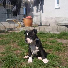 Blanding af racer Nano