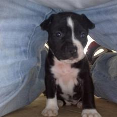 Blanding af racer Nano