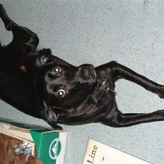 Blanding af racer Mocca