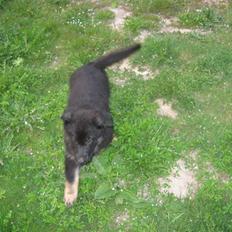 Schæferhund Jen-Ager's Jasko R.I.P