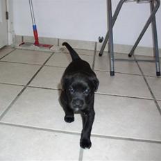 Blanding af racer Rocky