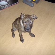 Amerikansk staffordshire terrier Sika aka Kiks
