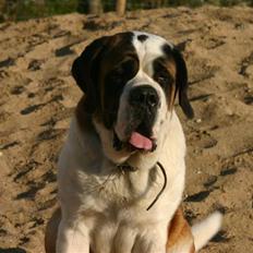 Sankt bernhardshund QUARTA VON VERLER SEE