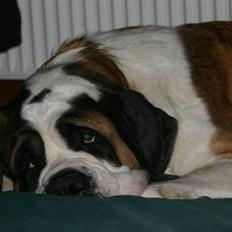 Sankt bernhardshund QUARTA VON VERLER SEE