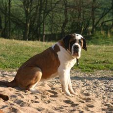 Sankt bernhardshund QUARTA VON VERLER SEE