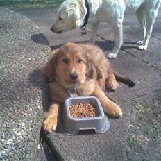 Blanding af racer Ghini