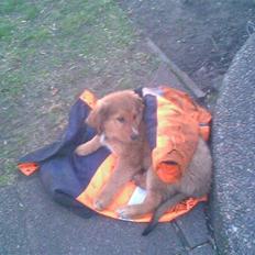 Blanding af racer Ghini