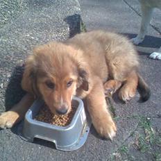 Blanding af racer Ghini