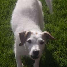 Blanding af racer Bella