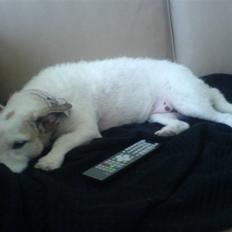 Blanding af racer Bella