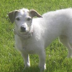 Blanding af racer Bella