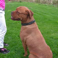 Dogue de bordeaux Bordeaux