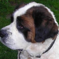 Sankt bernhardshund Rico  AFLIVET