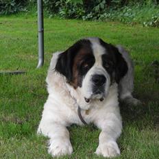 Sankt bernhardshund Rico  AFLIVET