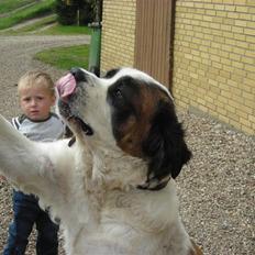 Sankt bernhardshund Rico  AFLIVET