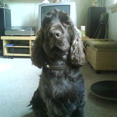 Cocker spaniel Nico