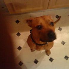 Amerikansk staffordshire terrier Loco